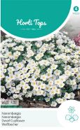 Nierembergia White Cupflower Seeds